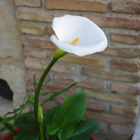 Nocleg ze śniadaniem Rosa *