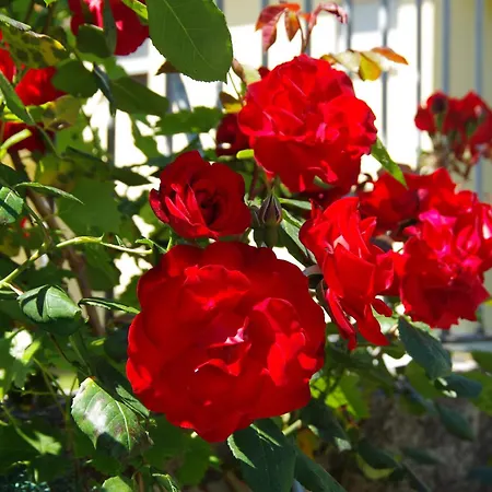 Bed & Breakfast Rosa *