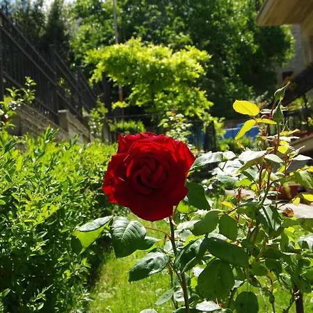 Nocleg ze śniadaniem Rosa