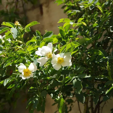 Rosa Bed & Breakfast *