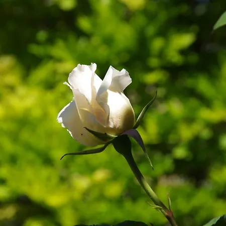 Nocleg ze śniadaniem Rosa *