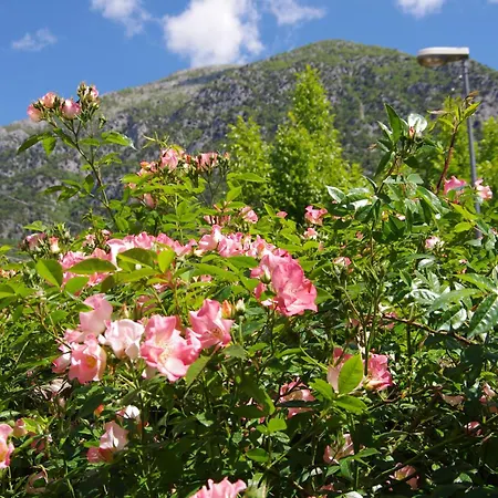 Rosa *