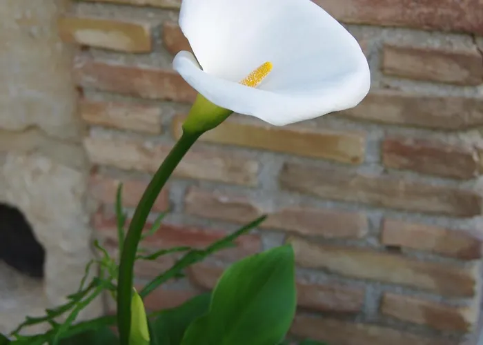 Bed & Breakfast Rosa *