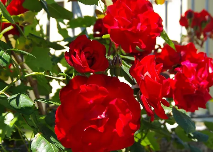 Bed & Breakfast Rosa *