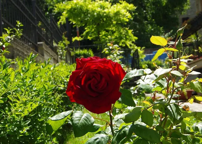 Bed & Breakfast Rosa