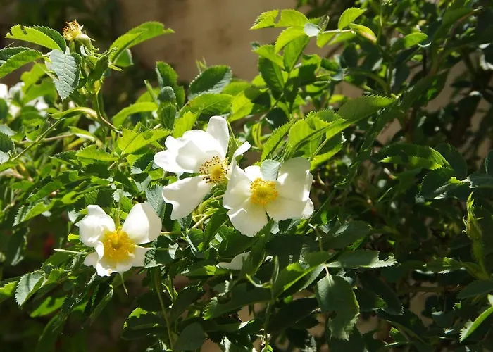 Rosa Bed & Breakfast *