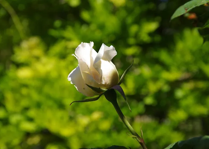 Bed & Breakfast Rosa *